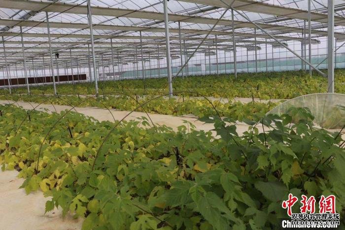 构树育苗基地。　夏莹 摄